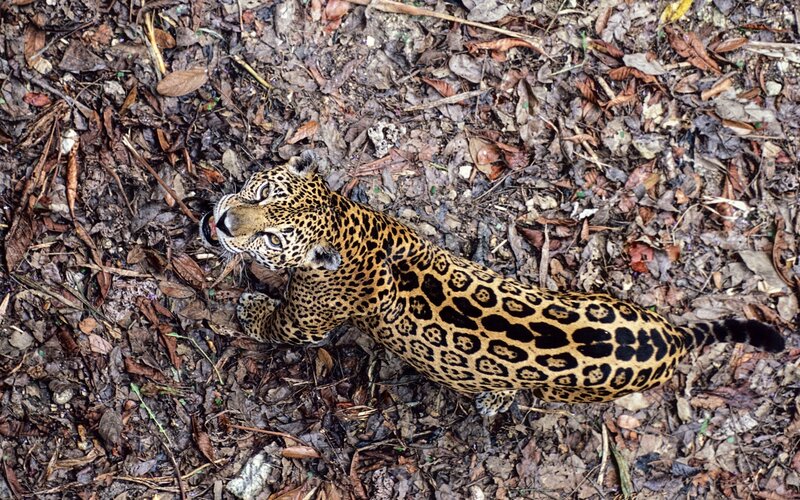 Jaguar on Forest Floor — Brown