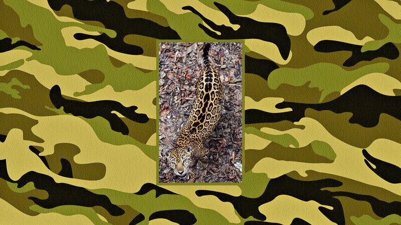Jaguar on Forest Floor — Green