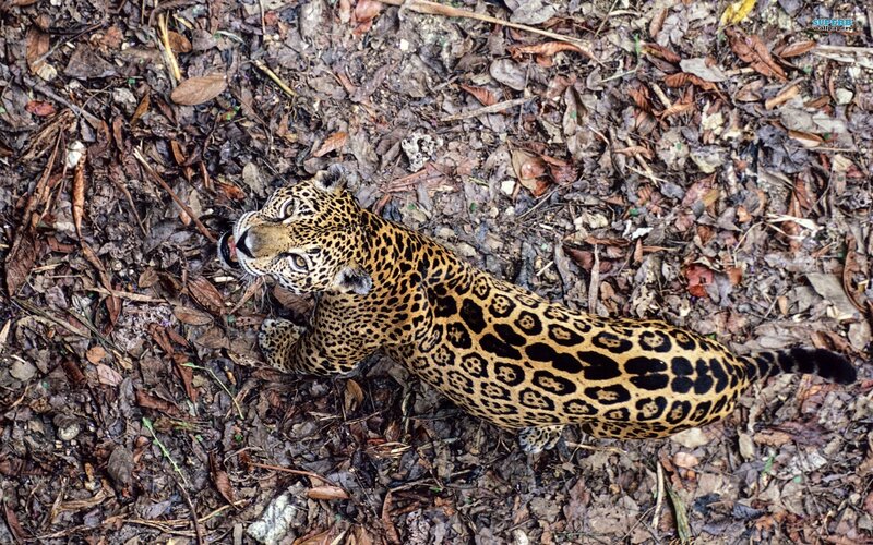 Jaguar on Forest Floor