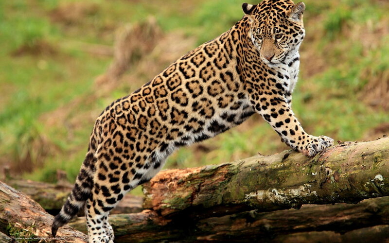 Jaguar on Log — Brown, Alert, Photograph, Grass