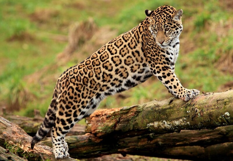 Jaguar on Log — Brown, Alert, Photograph