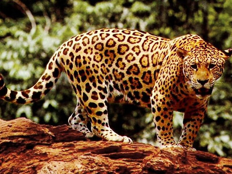 Jaguar on Log — Brown, Alert