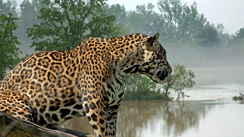 Jaguar on Log — Brown