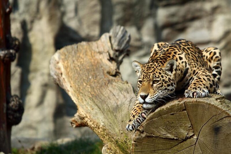Jaguar on Log