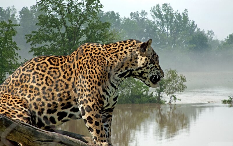 Jaguar on Riverbank