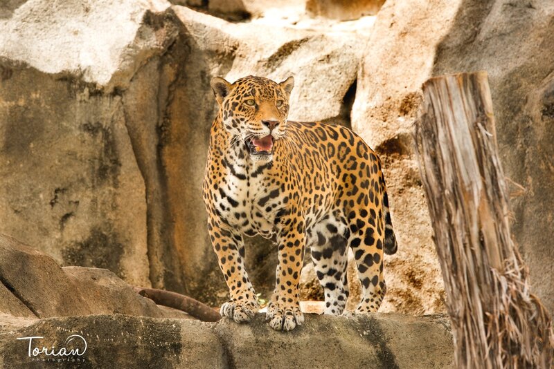 Jaguar on Rock