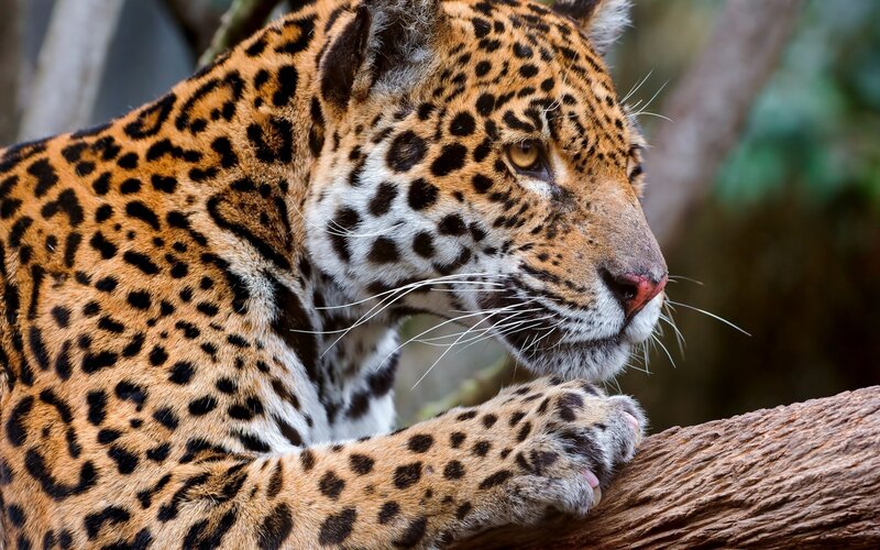 Jaguar on Tree Branch — Brown, Alert, Photograph