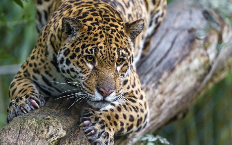 Jaguar on Tree Branch — Brown, Alert