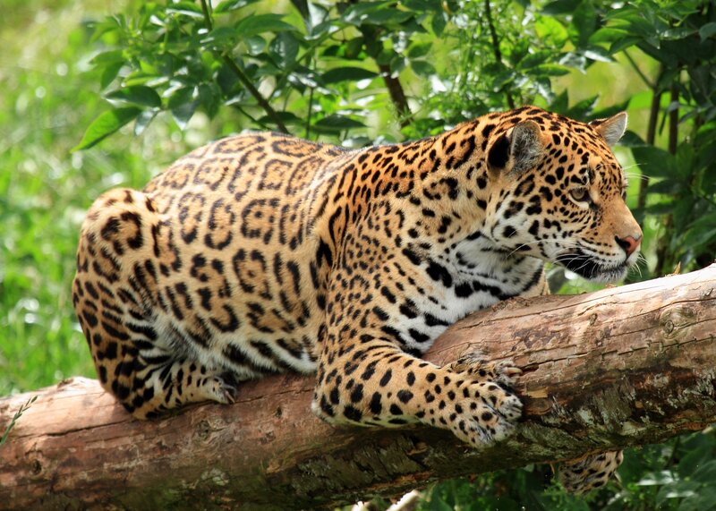 Jaguar on Tree Branch — Green