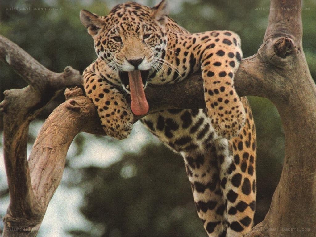 Jaguar resting in a tree