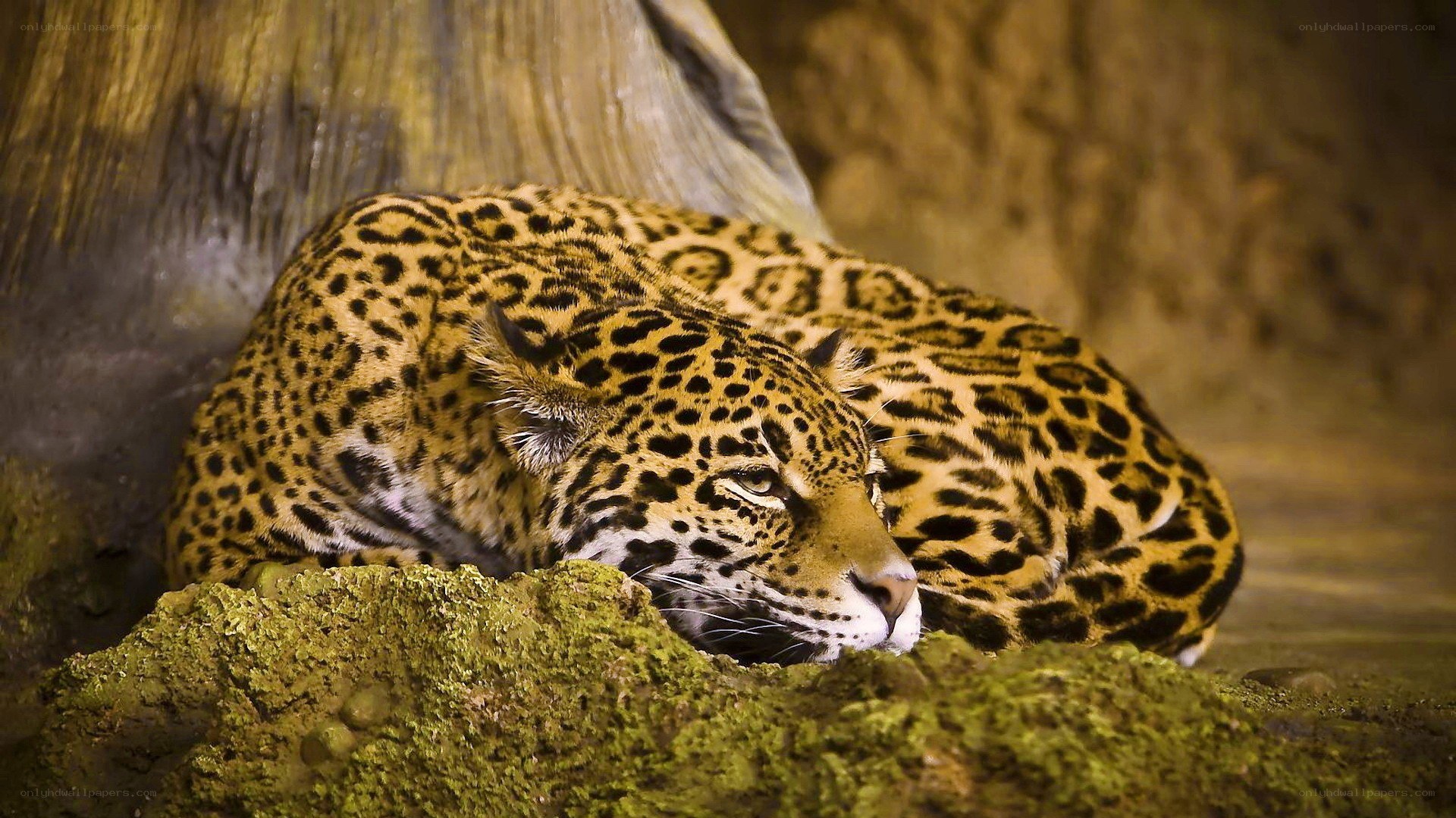 Jaguar resting in enclosure