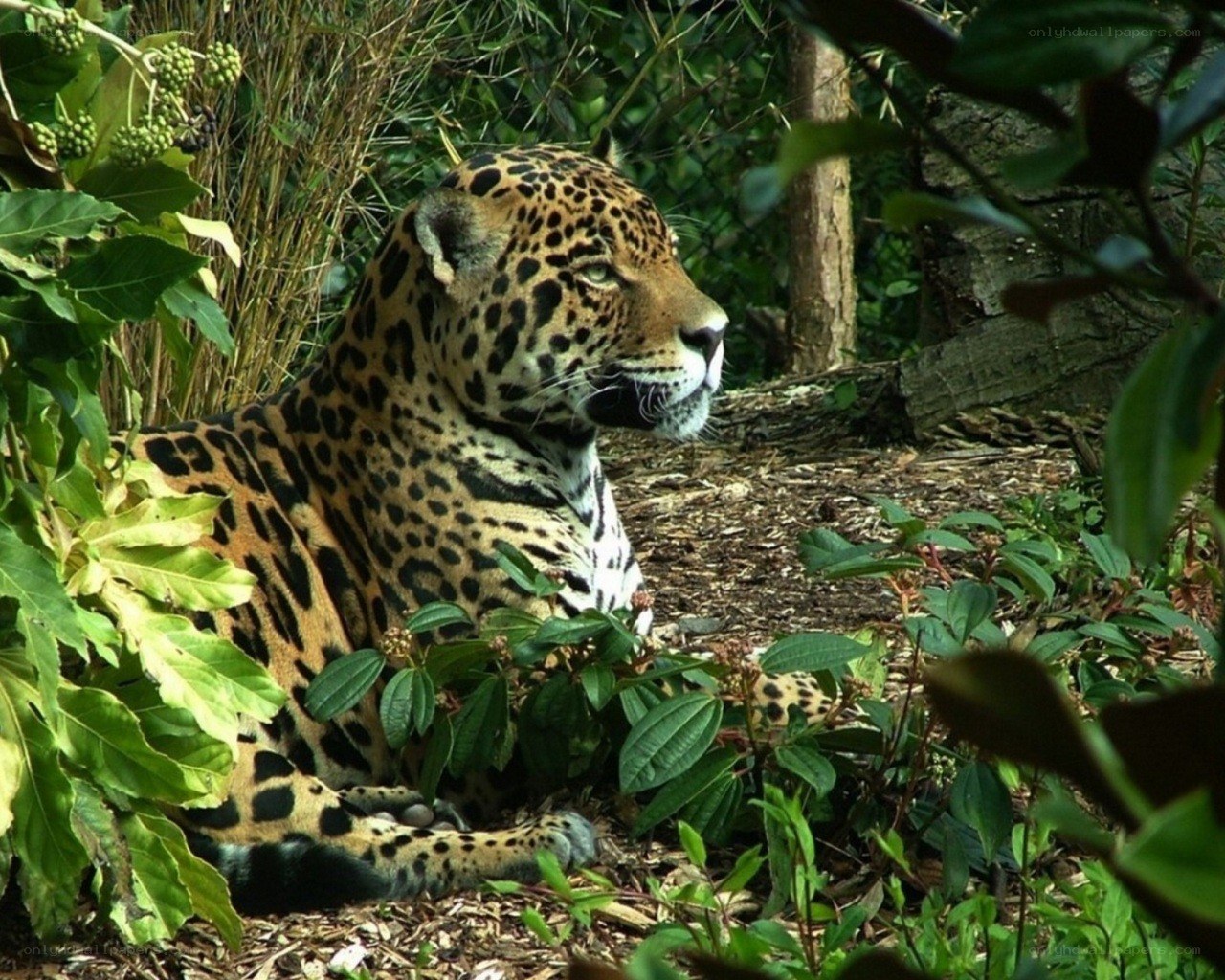 Jaguar resting in foliage