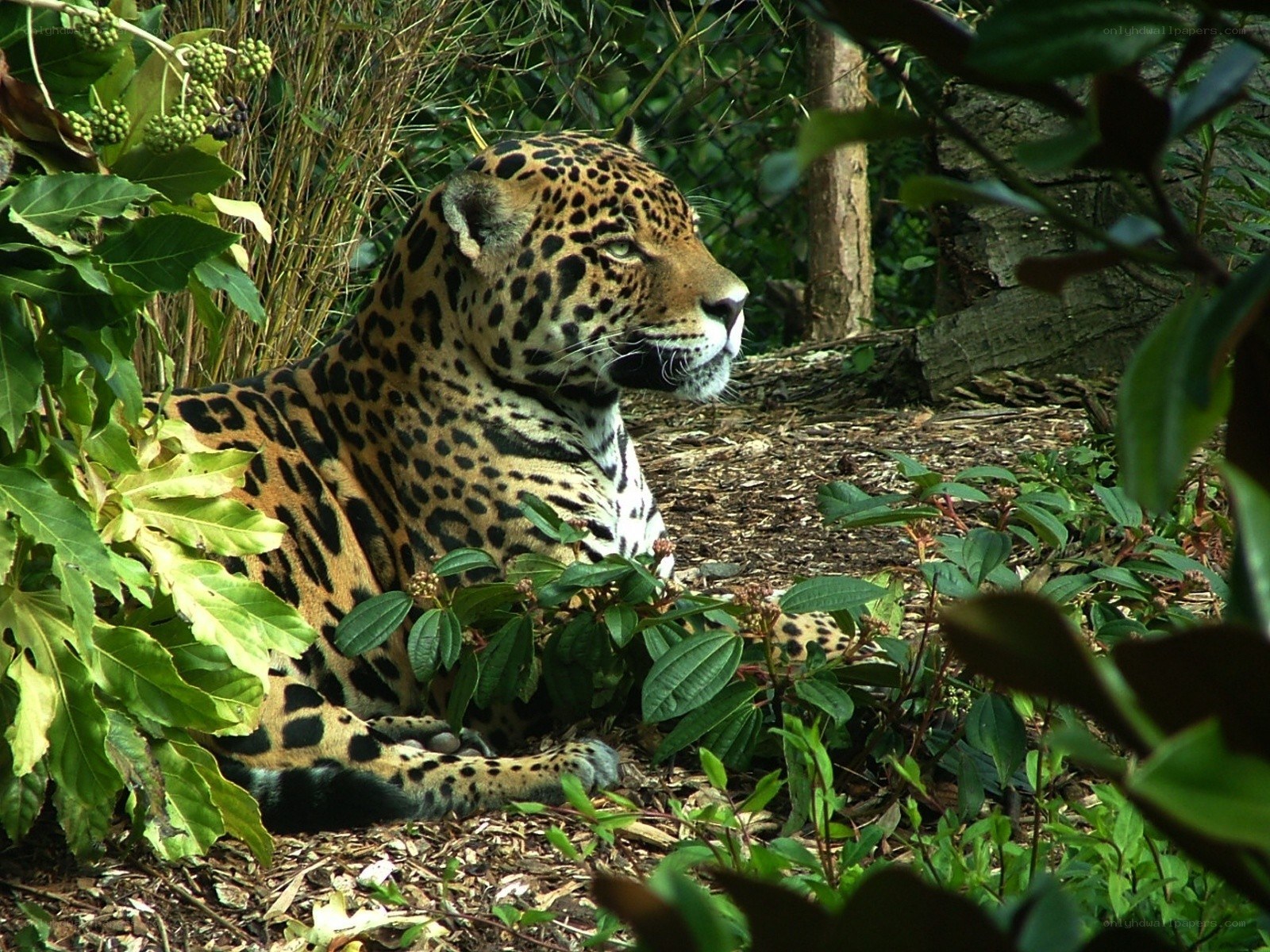 Jaguar resting in foliage