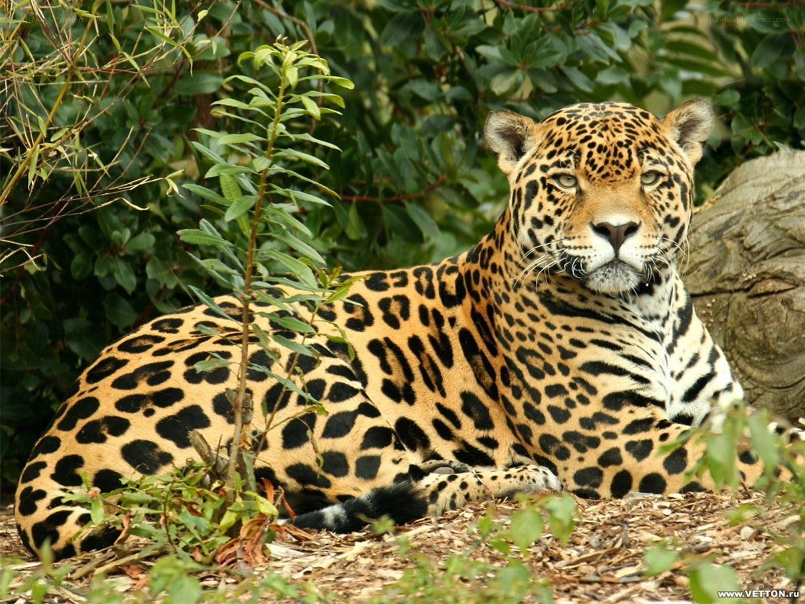 Jaguar resting in foliage