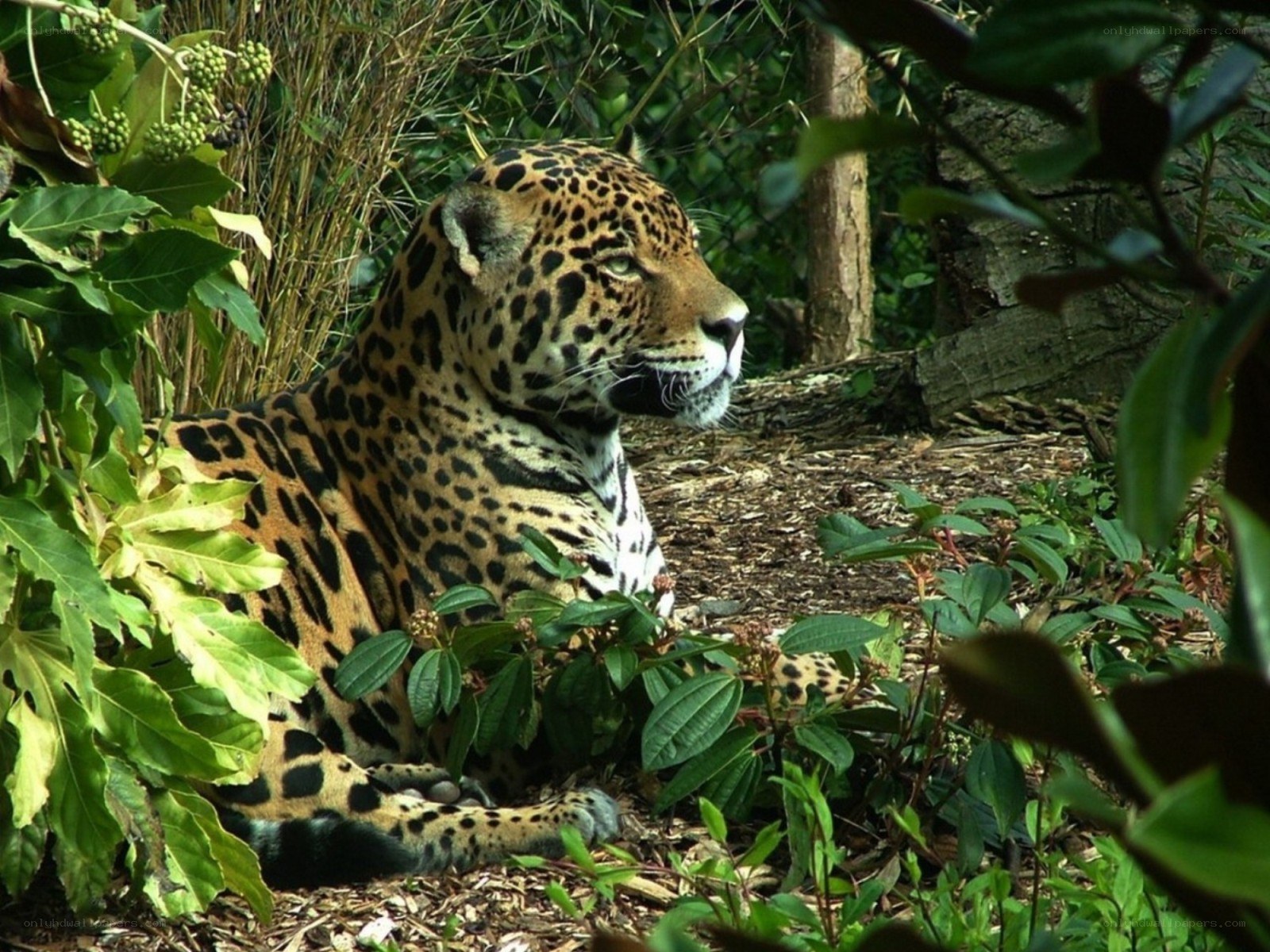 Jaguar resting in foliage