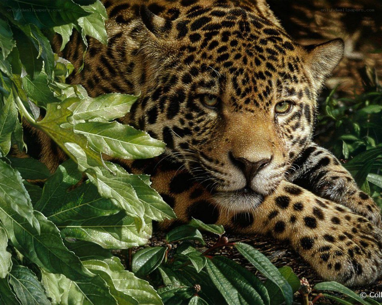 Jaguar resting in foliage