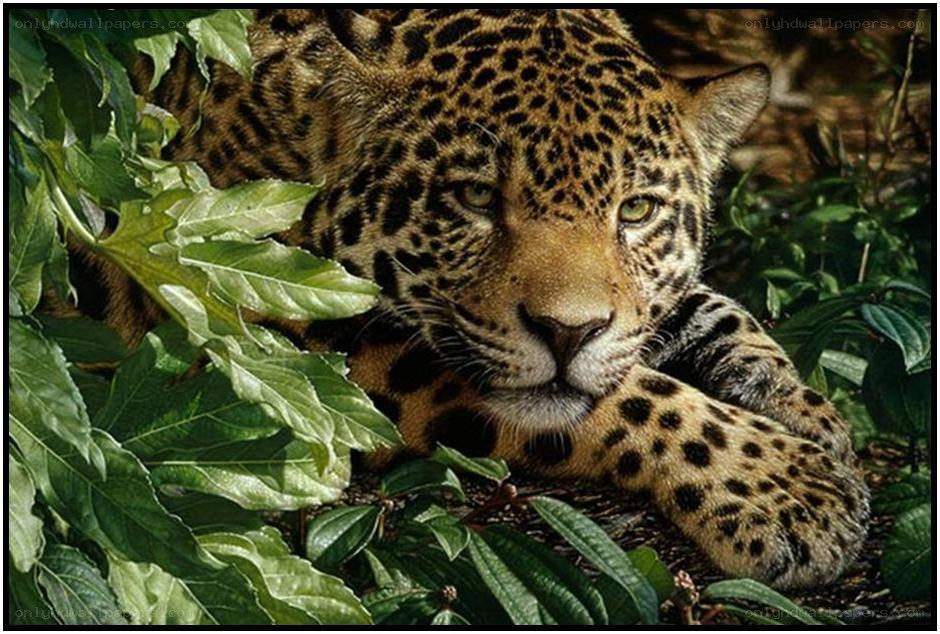Jaguar resting in foliage
