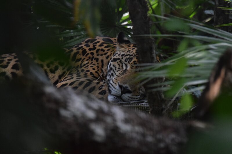 Jaguar resting in foliage