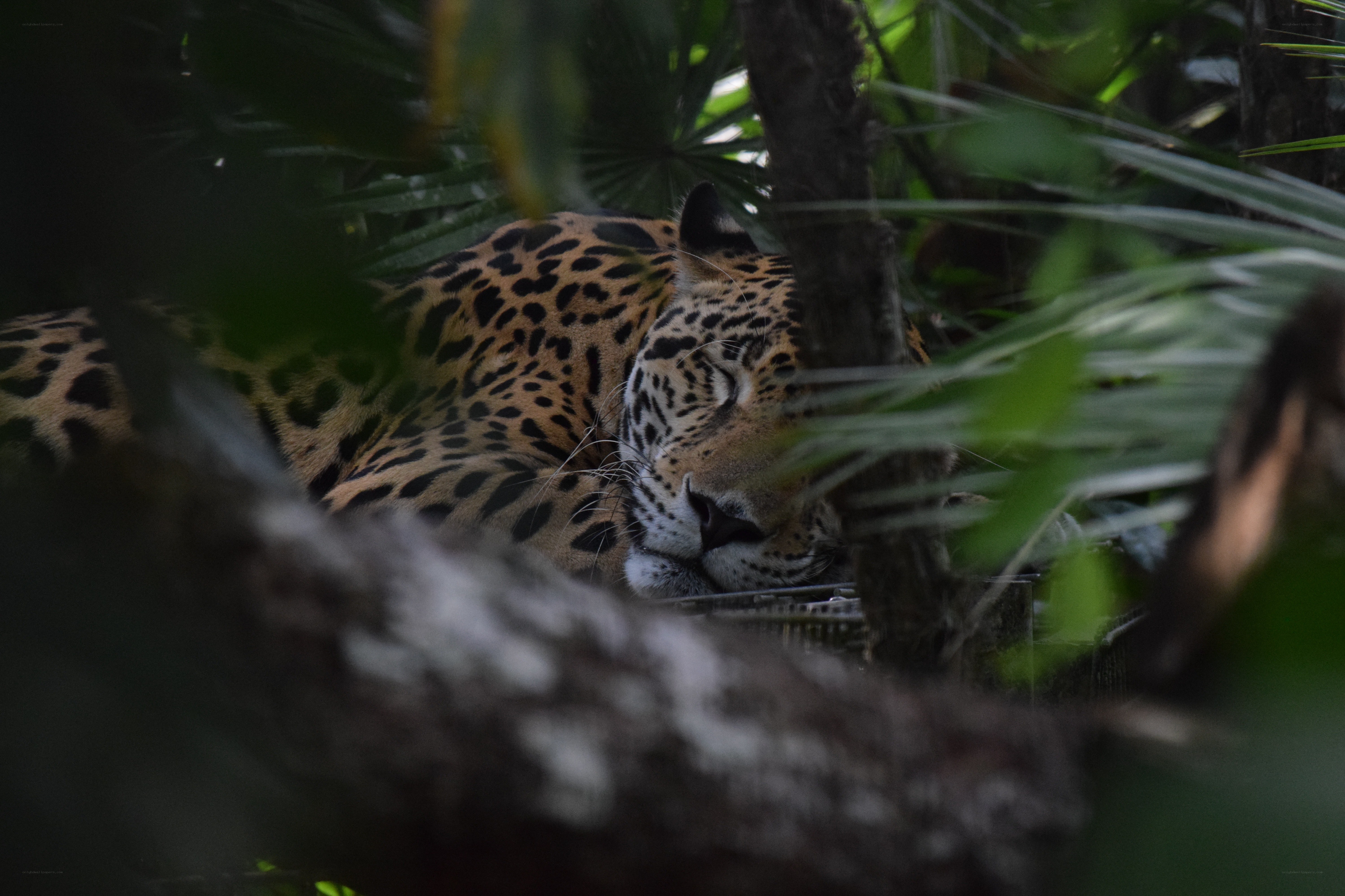 Jaguar resting in foliage