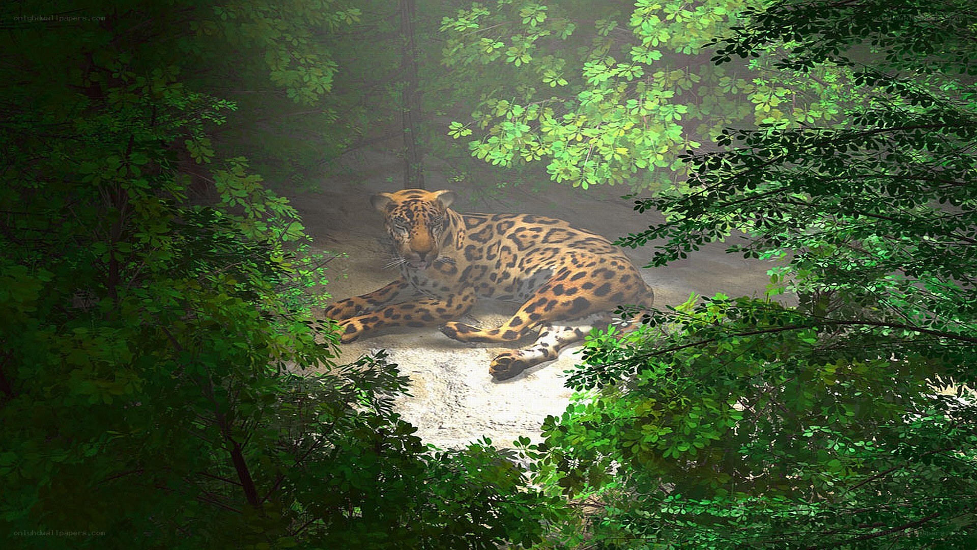 Jaguar resting in forest
