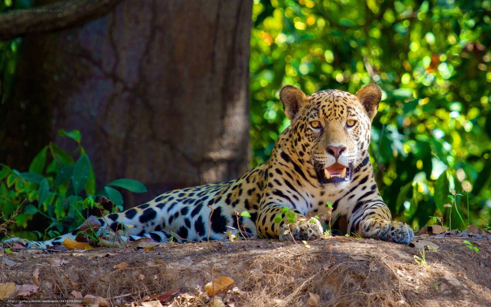 Jaguar resting in forest