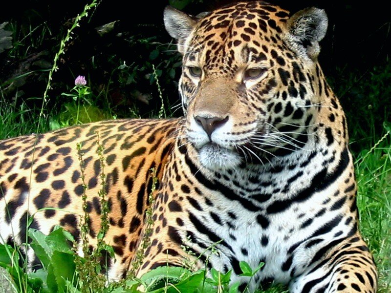 Jaguar resting in grass