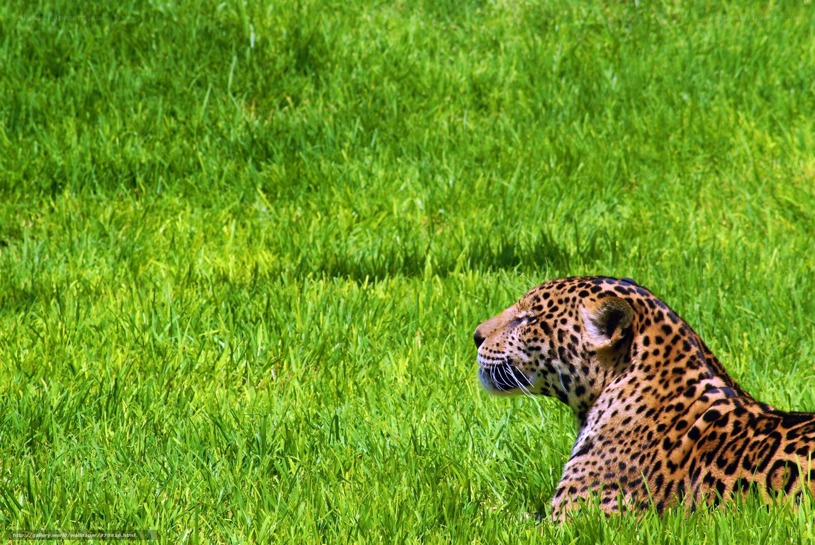 Jaguar resting in green grass