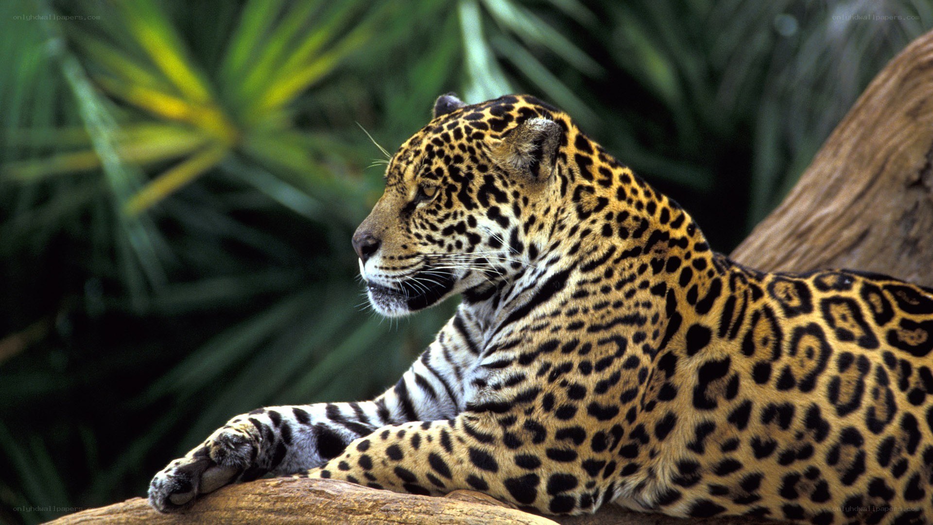 Jaguar resting in jungle