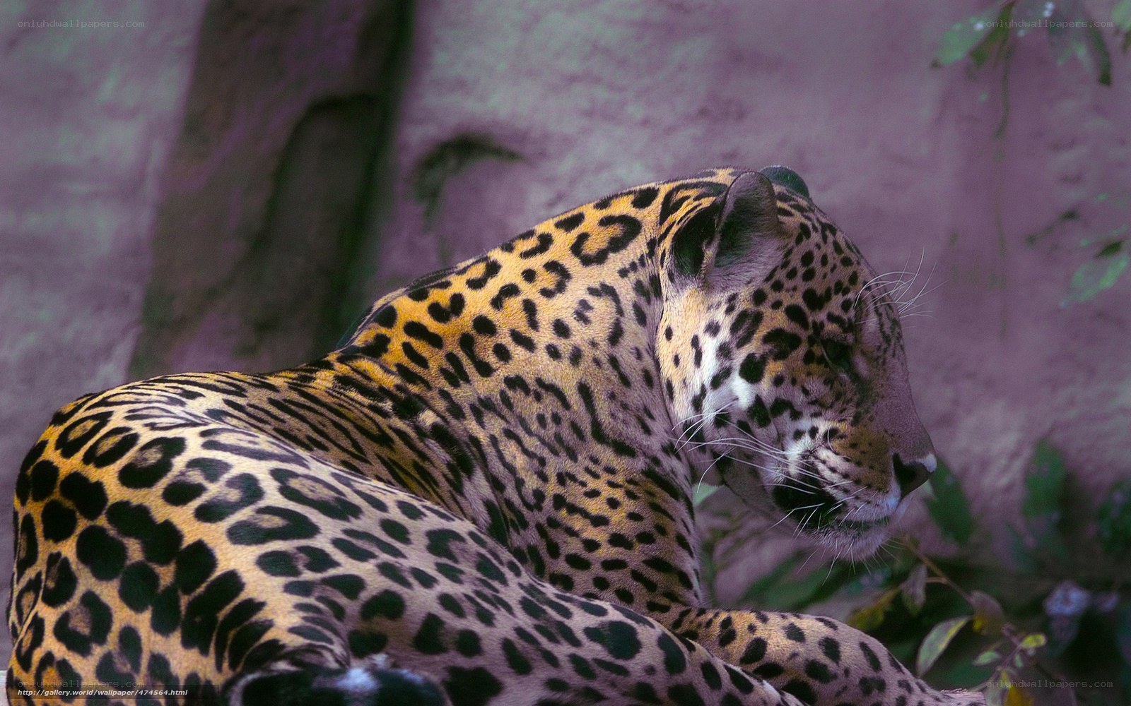 Jaguar resting in natural setting