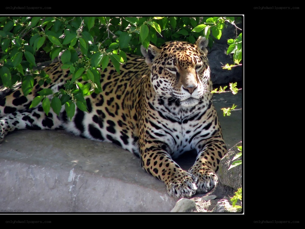 Jaguar resting in shade