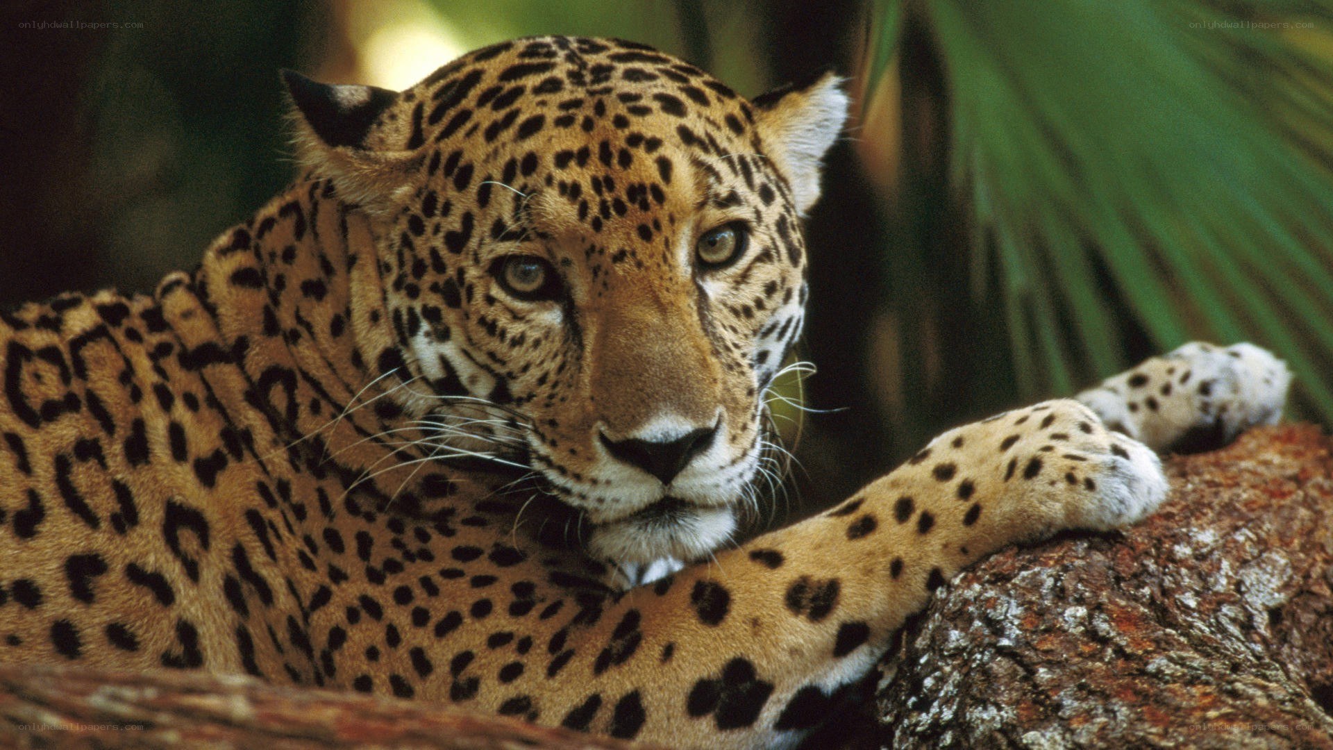 Jaguar resting in the jungle