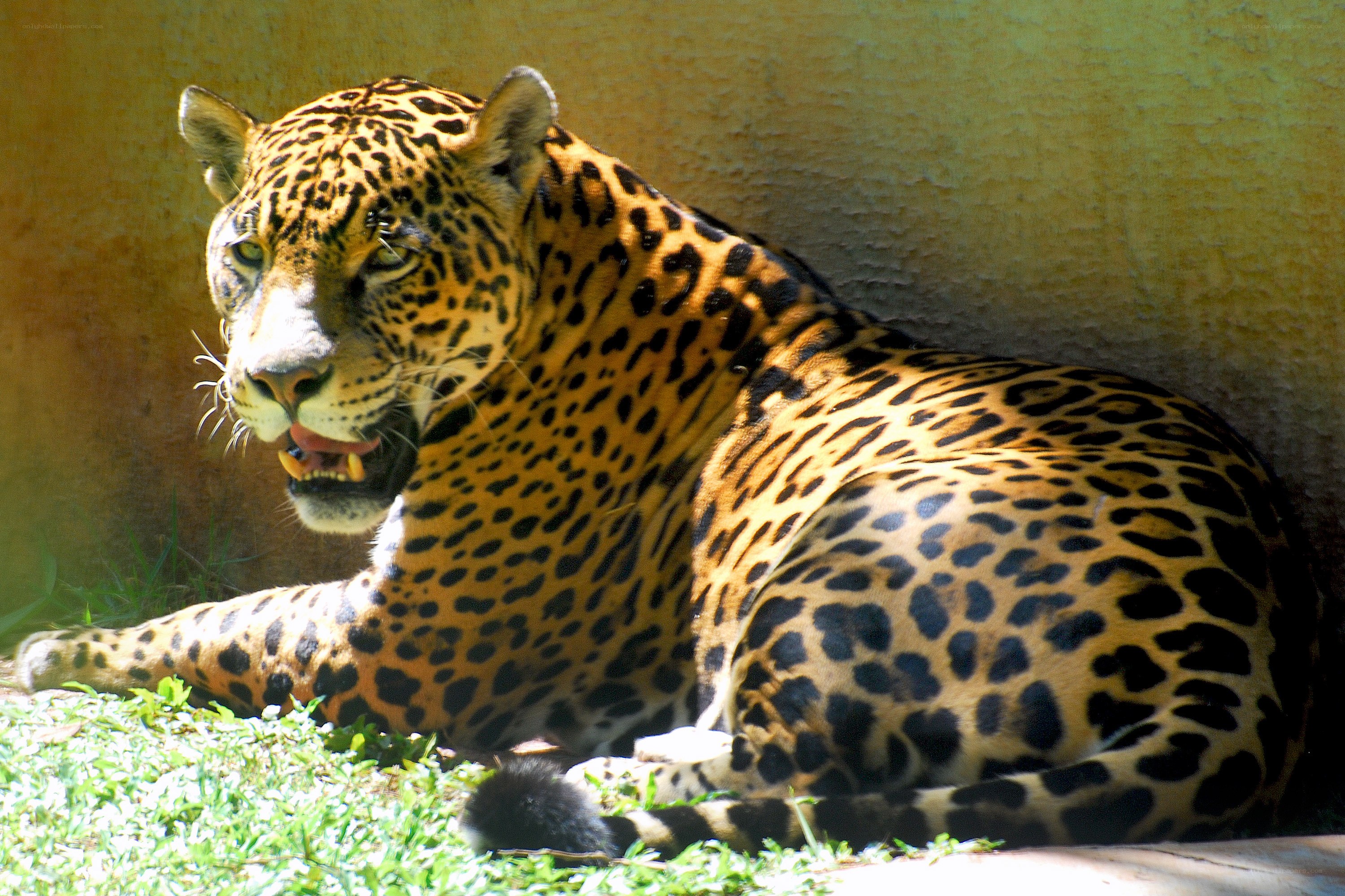Jaguar resting in the sun