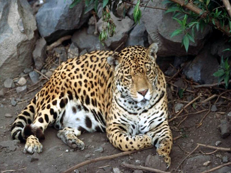 Jaguar resting in the wild