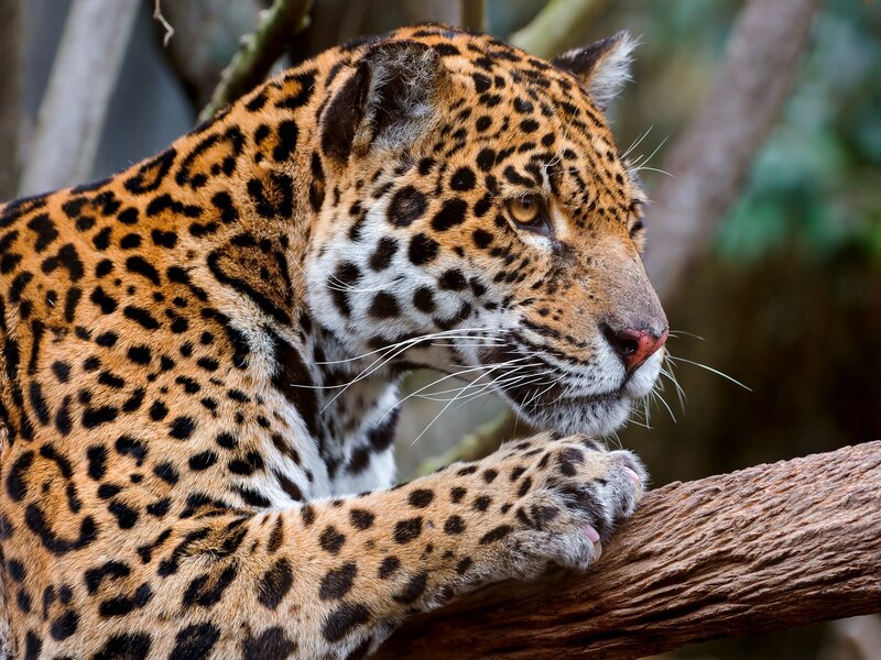 Jaguar resting on a branch