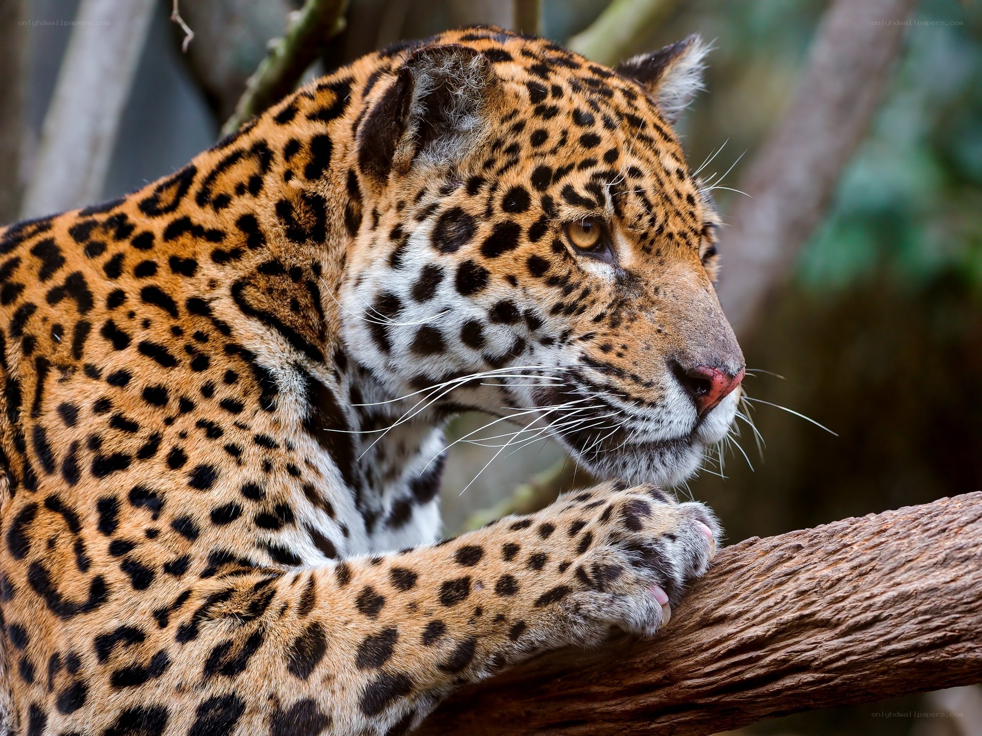 Jaguar resting on a branch