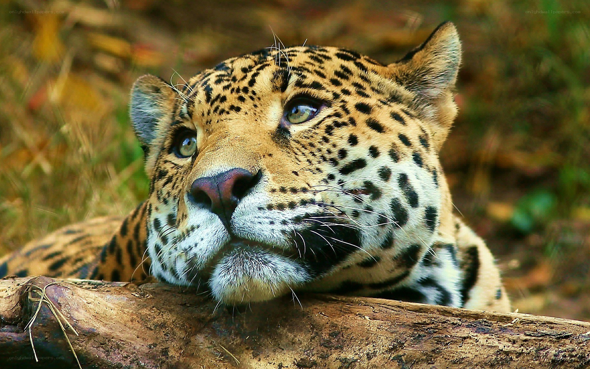Jaguar resting on a log