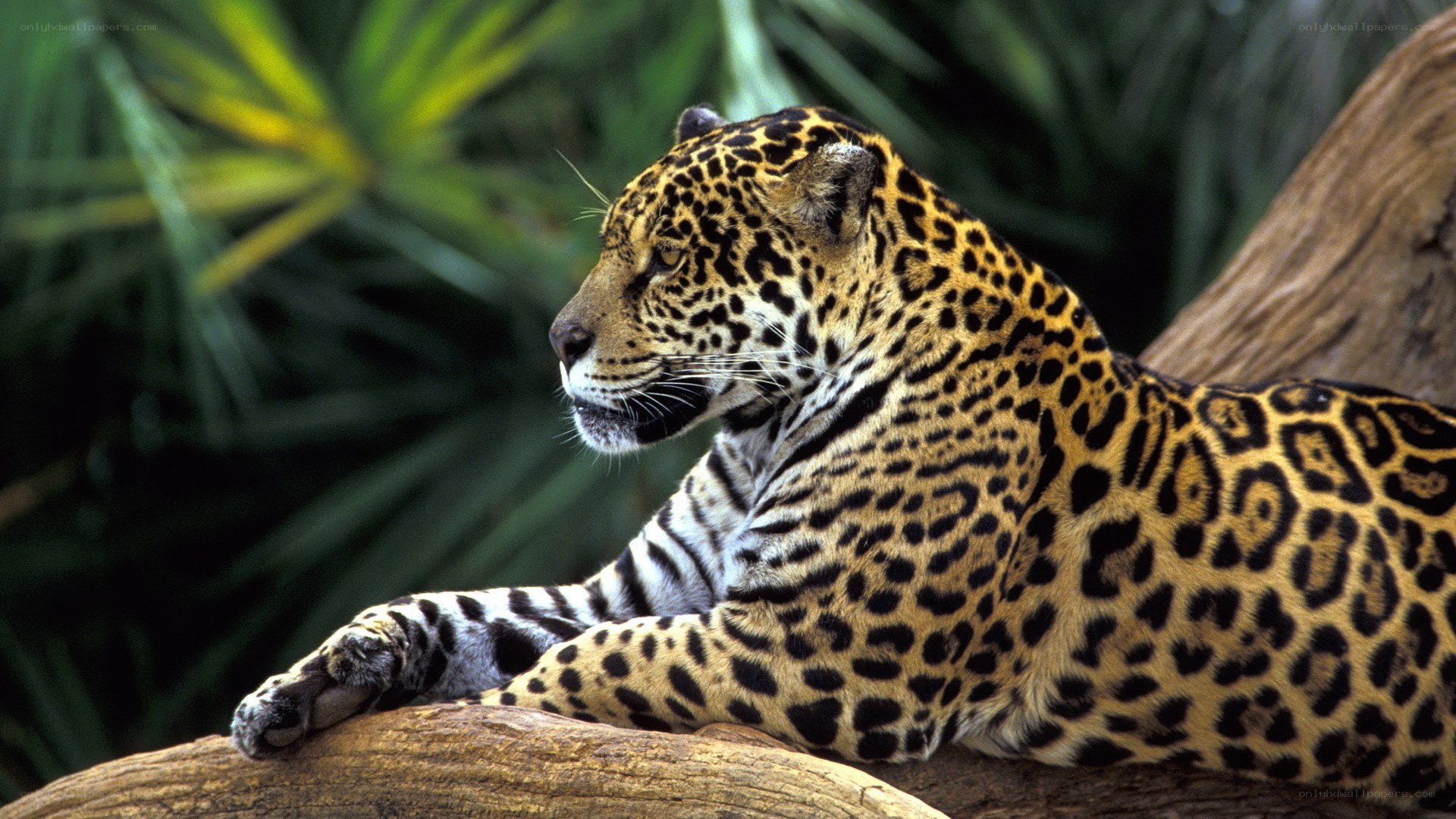 Jaguar resting on a log