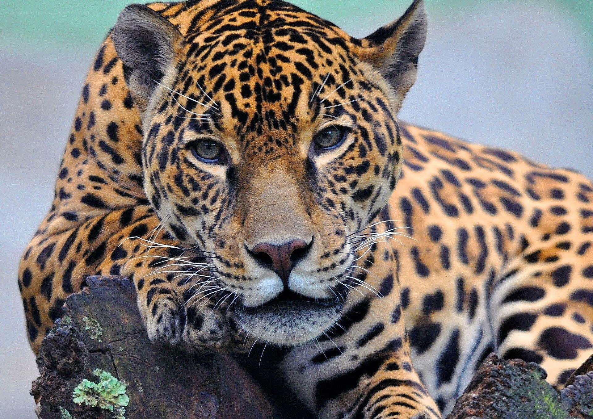 Jaguar resting on a log