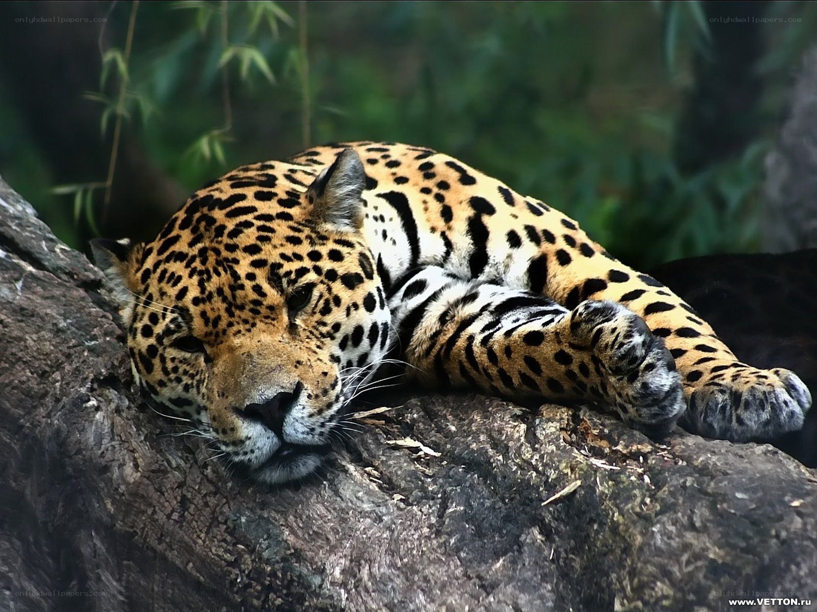 Jaguar resting on a log