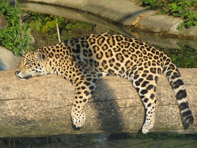 Jaguar resting on a log