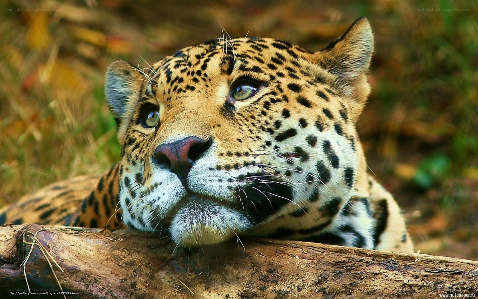 Jaguar resting on a log