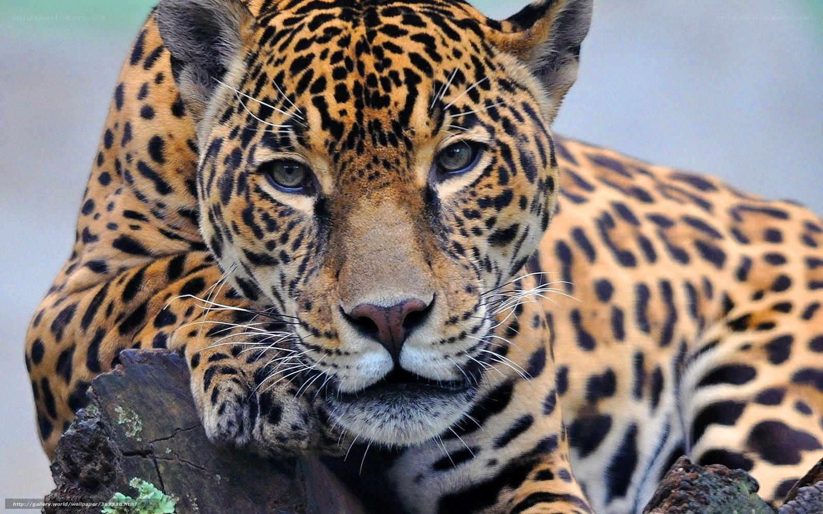 Jaguar resting on a log
