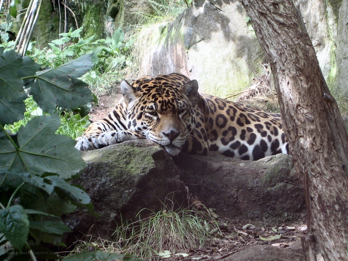 Jaguar resting on a rock