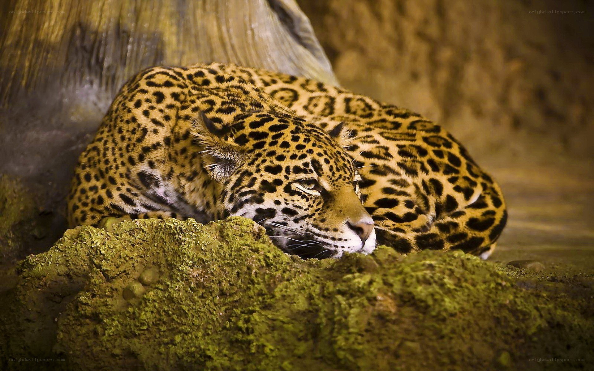 Jaguar resting on a rock