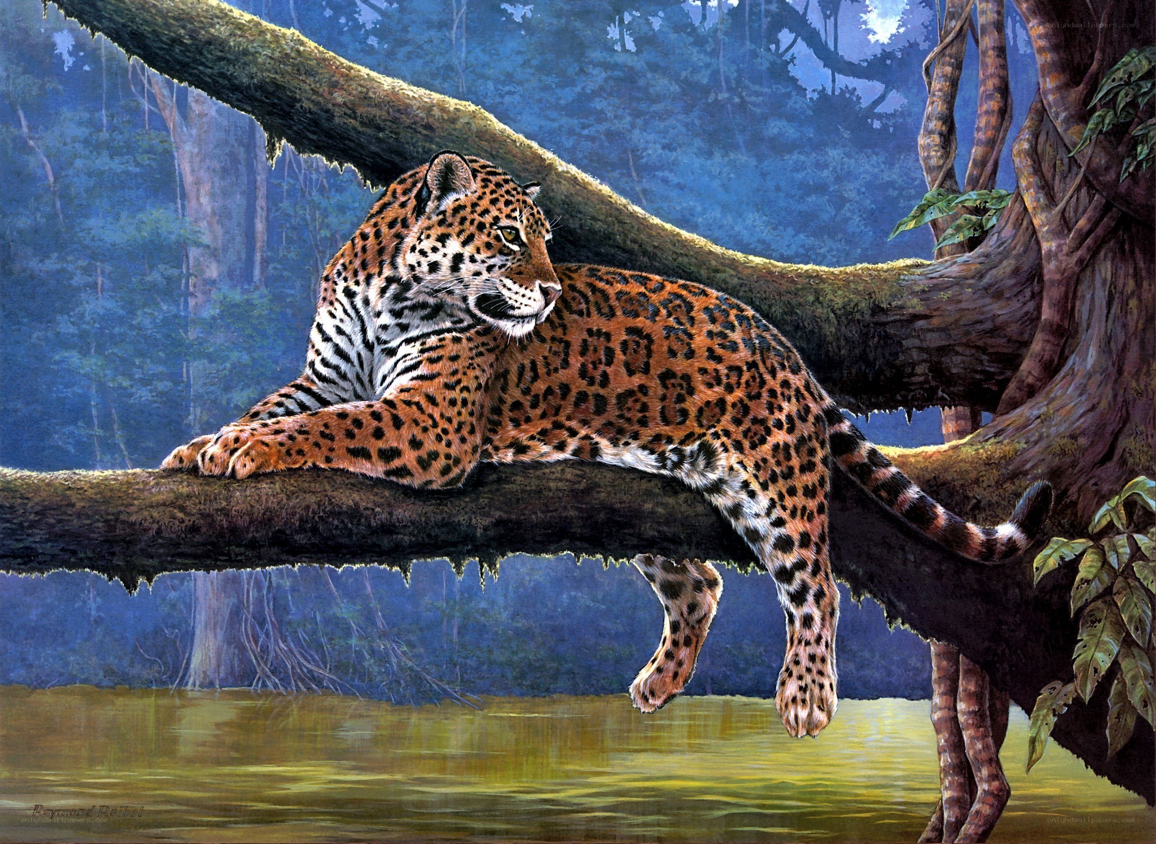 Jaguar resting on a tree branch