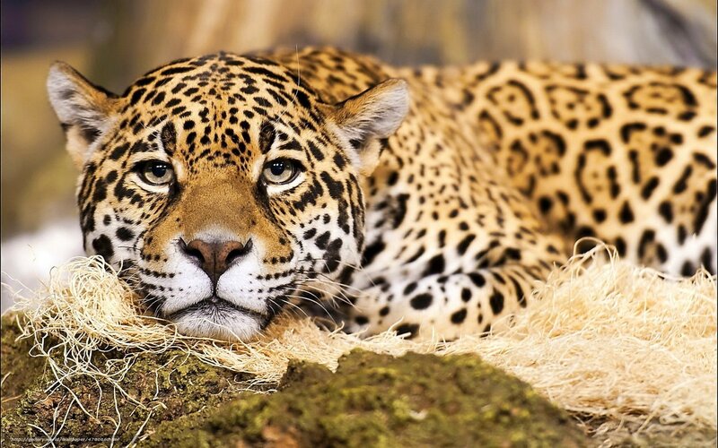 Jaguar resting on hay