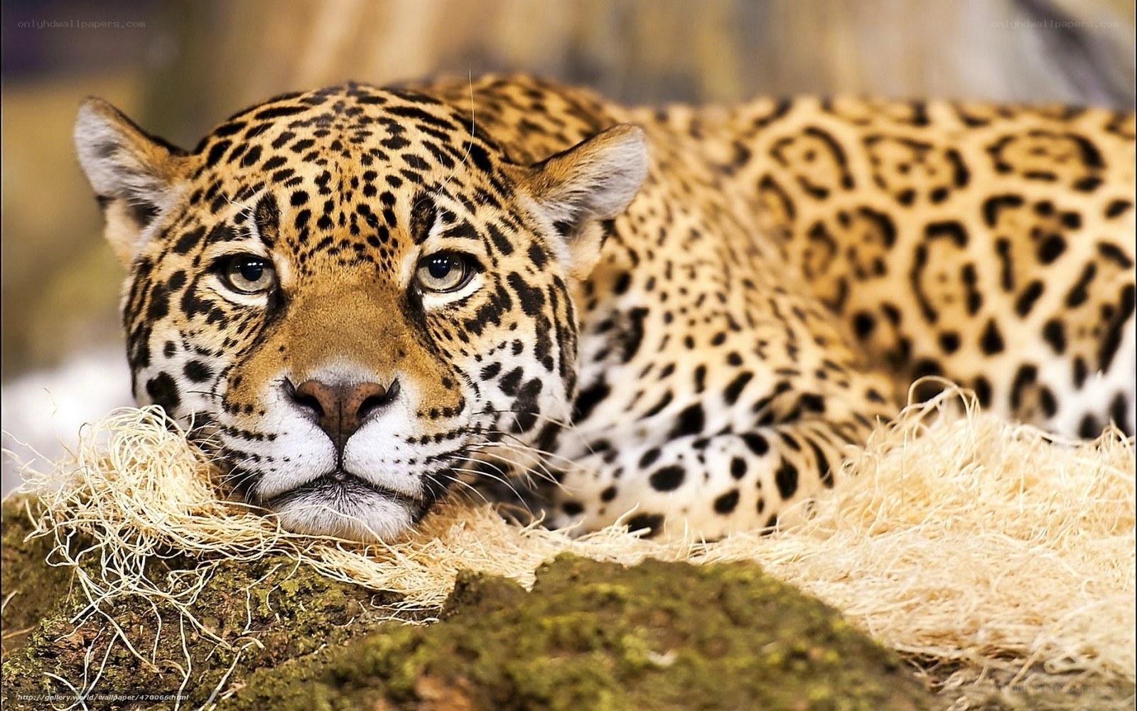 Jaguar resting on hay