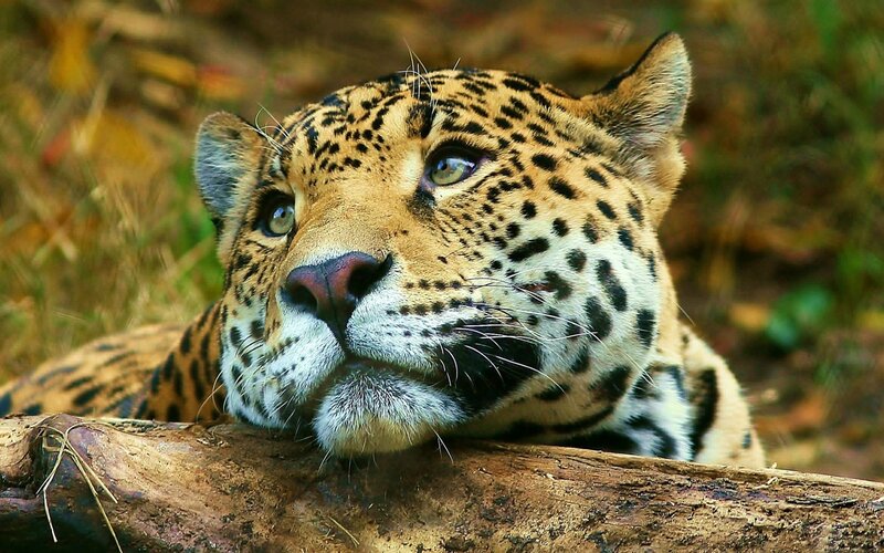 Jaguar Resting on Log — Brown