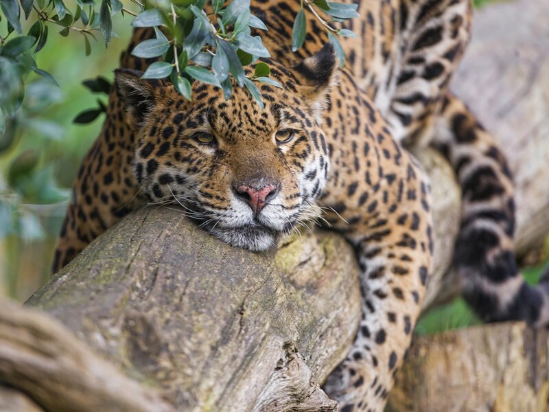 Jaguar Resting on Log