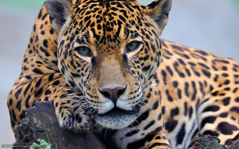 Jaguar Resting on Log — Yellow, Calm, Photograph, Forest